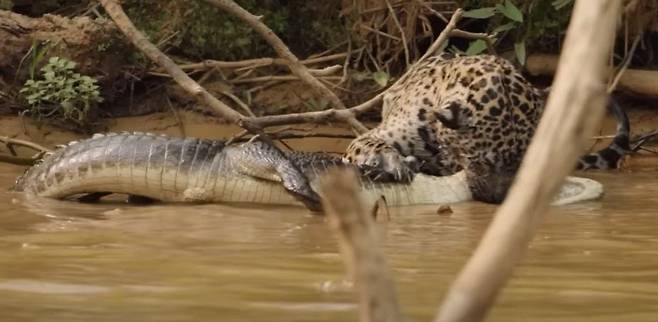 아마존 악어 카이만을 기습 공격한 재규어가 숨통을 끊기 위해 아래턱을 물고 있다. /Journey With Jaguars Youtube Capture
