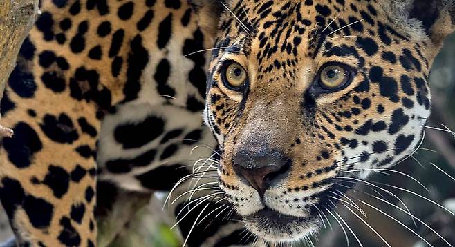 정면에서 본 재규어의 얼굴. 표범과 비교해 머리가 큰 편이다. /San Diego Zoo