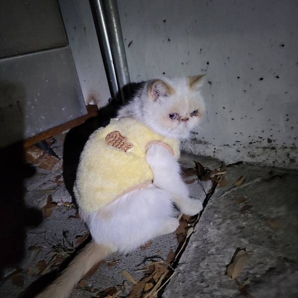 진주에서 집단 유기된 것으로 보이는 품종묘. 동물보호단체 사단법인 리본