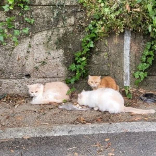 진주에서 집단 유기된 것으로 보이는 품종묘. 동물보호단체 사단법인 리본