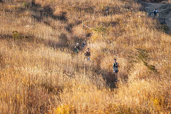 영남알프스 억새밭 사이로 달리기를 하고 있는 UTNP 참가 선수들.