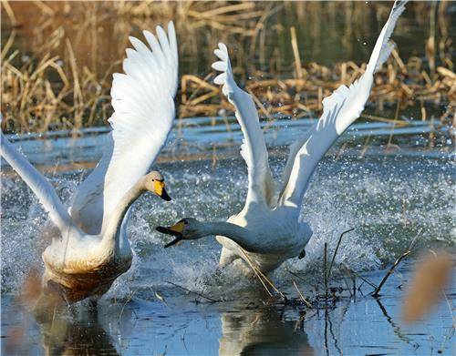 먹이 공간 놓고 다툼 벌이는 큰고니들 [촬영 유형재]
