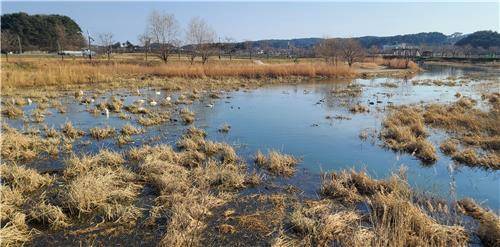 50여 마리의 큰고니가 찾은 경포천 [촬영 유형재]