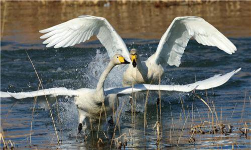 다른 가족 공격하는 큰고니 [촬영 유형재]