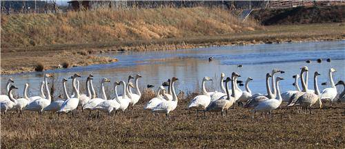 2016년 경포 저류지의 큰고니 모습 [촬영 유형재·연합뉴스 자료사진]