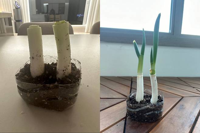 직장인 이상준 씨가 집에서 재배한 대파. 처음 대파 뿌리를 심었을 때(왼쪽)와 2주가 지난 뒤 대파가 자란 모습 [독자 제공]