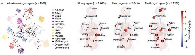 다른 장기보다 노화 속도가 빠른 특정 장기를 가진 사람 비율 연구 대상의 약 20%는 다른 장기보다 노화 속도가 빠른 장기가 1개 이상 있는 것으로 나타났으며, 이들의 15년간 사망 위험은 그런 장기가 없는 사람보다 15~50% 높았다. [Nature/Tony Wyss-Coray et al. 제공. 재판매 및 DB 금지]