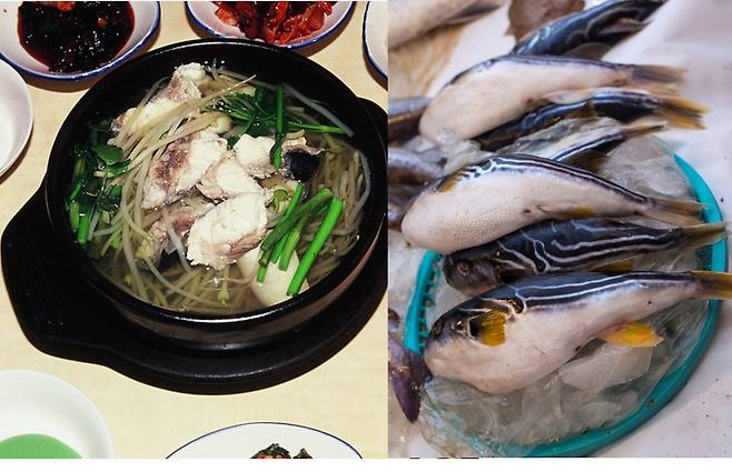 복어독으로 인한 사건사고는 의외로 꾸준히 발생한다. 복어는 스태미나에 좋은 보양식으로 유명하지만, 복병은 독에 있다. 복어독은 소량만 섭취해도 신경을 마비시키고 스스로 호흡을 못하게 할 정도로 치명적이다. [사진=게티이미지뱅크]