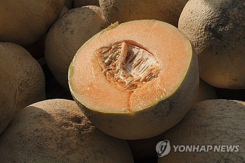 캔털루프 멜론[사진출처=AP 연합뉴스]