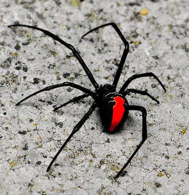 호주에 서식하는 맹독성 거미인 '붉은등 과부거미(Redback spider)'. 레드백은 특히 호주라는 특정한 해외 국가로 수출하는 것을 목표로 삼아 최초 기획 단계부터 설계, 공급 계획까지 ‘특정국 맞춤형’으로 진행한 첫 사례다. 새로운 형태의 ‘K방산 수출 시스템’을 시도해 성공한 것이다. 레드백이란 이름도 호주에 서식하는 맹독성 거미인 ‘붉은등과부거미(Redback spider)’에서 따왔다. 이 거미는 거미줄이란 ‘네트워크’를 활용해 뱀은 물론 자신보다 수배 큰 동물도 잡아먹는 세계에서 가장 강한 독거미 중 하나다. 이에 한화에어로는 전차와 ‘네트워크’를 구성해 적진을 누비는 강력한 장갑차란 이미지를 심어주려고 이런 작명 아이디어를 냈다고 한다. 앞서 수출한 K-9 자주포의 호주형 이름인 ‘AS9 헌츠맨(Huntsman)’도 거미줄을 치지 않고 사냥하는 현지 거미 이름이어서, 이번 레드백과 이름 면에서 잘 어울린다. 반면 경쟁 대상인 ‘링스’는 유라시아 지역 고양잇과 동물인 스라소니의 영문명이다.