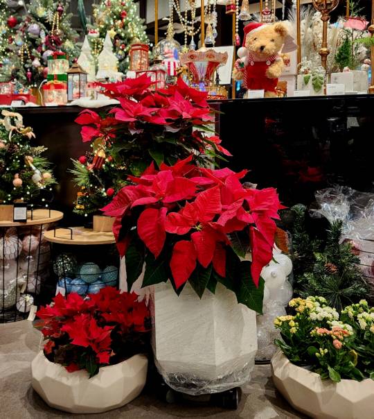 붉은 보호잎의 포인세티아와  갈랑코에 꽃 화분이 조화를 이루고 있다. 12월3일 서울 여의도 현대백화점 더현대서울 꽃집에서 촬영.