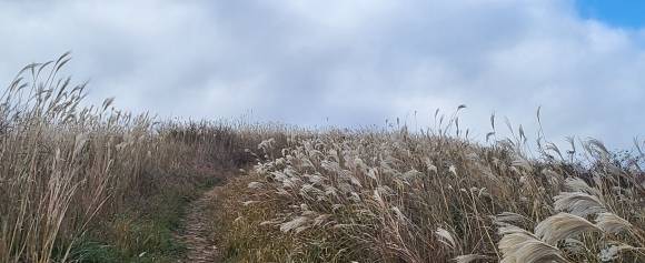 정물오름으로 가는 오솔길에서 만나는 억새물결. 제주 강동삼 기자