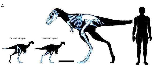 티라노사우루스류 공룡인 고르고사우루스와 잡아먹힌 시티페스 및 사람 비교 흰색이 화석의 공룡 뼈들. 검은색 기준 자는 50㎝. [Science Advances/François Therrien et al. 제공. 재판매 및 DB 금지]