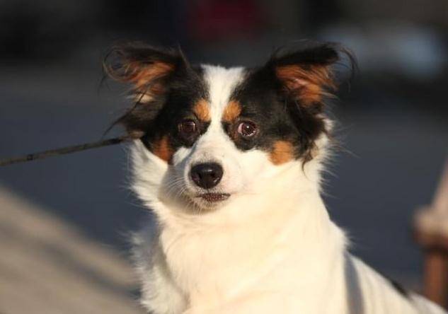 2020년 동물수집꾼으로부터 구조된 리카(3세 추정, 수컷)가 가족을 기다리고 있다. 상주시동물보호센터 제공