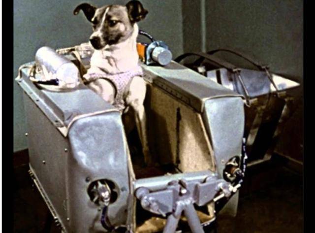 우주로 보내진 첫 동물이었던 떠돌이개 라이카. 나무위키 캡처