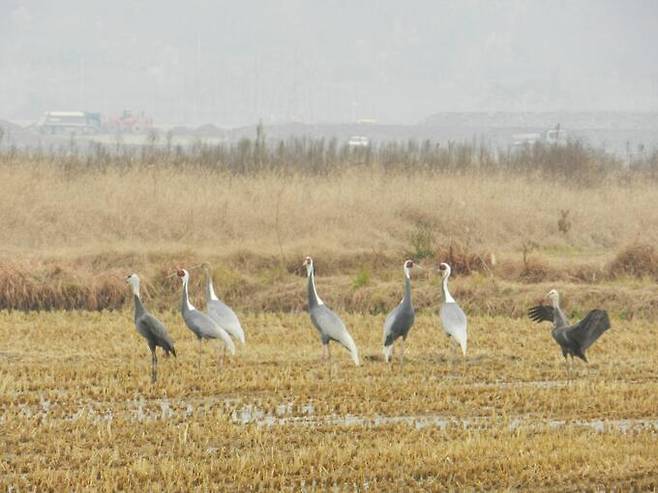 금강하천의 재두루미 흑두루미