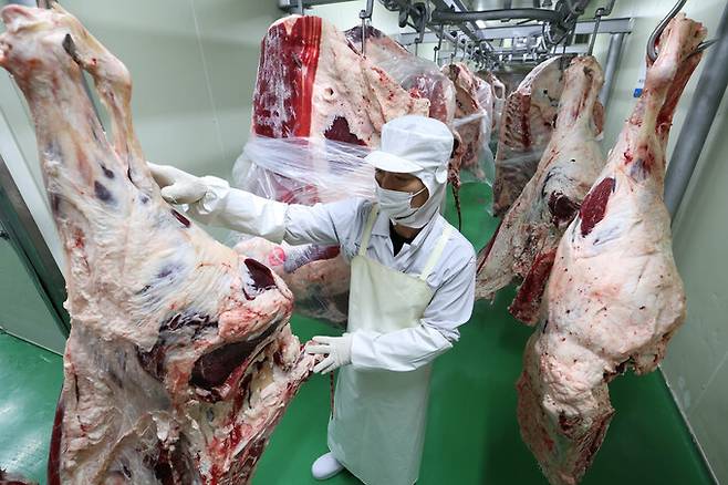 안종찬 반장이 음성축산물공판장에서 미트센터 지육예랭실로 입고된 사분도체 지육 상태를 살펴보고 있다.