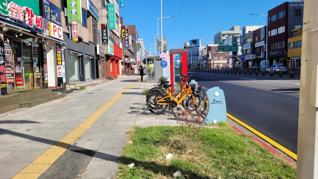 제주도가 버스중앙차로제 공사를 시행하기 위해 제주시 서광로 일대 가로수를 제거한 자리에 작은 묘목이 식재돼 있다.