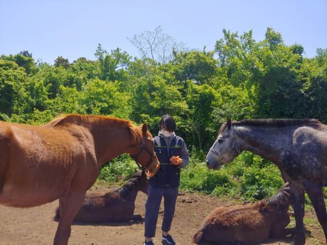 퇴역 경주마들에게 당근을 나눠주고 있는 김 대표님.