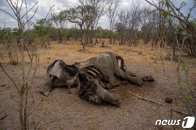 짐바브웨 국립공원에서 가뭄으로 폐사한 코끼리. 2019.11.12 ⓒ AFP=뉴스1 ⓒ News1 정지윤 기자