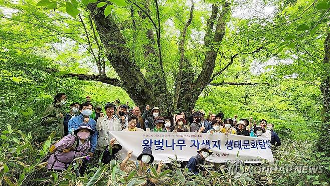 최고령 왕벚나무 찾은 사람들 (제주=연합뉴스) 김호천 기자 = 2022년 5월 20일 '왕벚나무 생물주권 찾기 전문가 포럼' 참석자들이 포럼에 앞서 제주시 봉개동에 있는 최고령 왕벚나무를 둘러보고 기념사진을 찍고 있다. 2023.11.28 khc@yna.co.kr