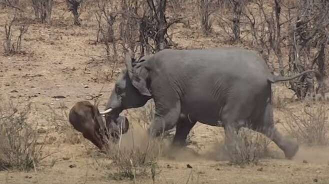 코끼리가 물소를 코로 밀어 넘어뜨리고 있다. /Latest Sightings Youtube 캡처