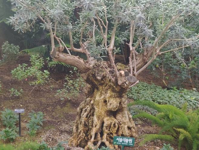 서울식물원의 올리브나무. 강석기 제공
