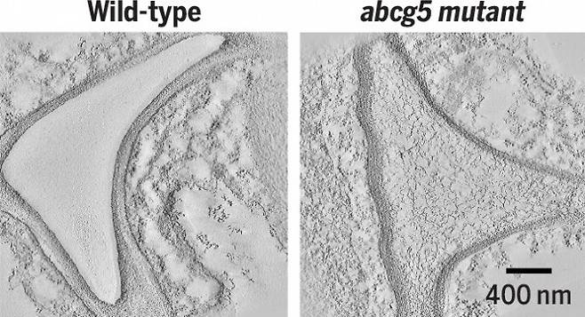 전자현미경 이미지를 보면 정상 애기장대(Wild)는 세포 사이 공간에 공기가 있지만 변이체(abcg5)는 액체로 채워져 있다. 세포벽이 부실해 세포질이 흘러나온 것으로 보인다. 사이언스 제공