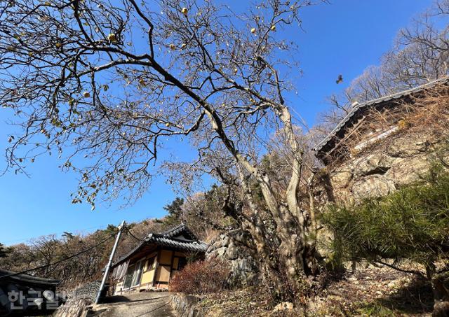 경북 칠곡 도덕암의 400년 된 모과나무. 수확을 하지 않은 듯 아직도 열매가 주렁주렁 열려 있다.