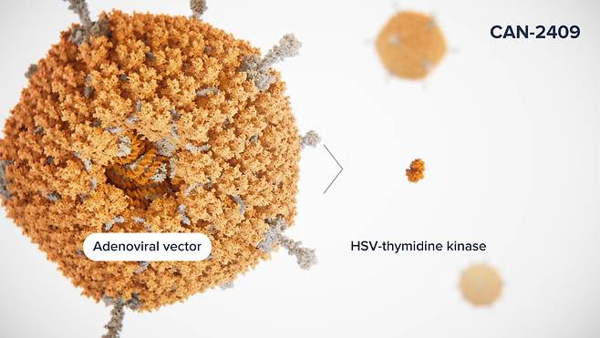 칸델테라퓨틱스의 췌장암 치료제 후보물질 CAN-2409는 아데노바이러스 기반의 항암백신이다. HSV-TK 유전자를 암세포에 선택적으로 전달한 뒤 항바이러스제를 조합해 항종양효과를 내도록 했다. 칸델테라퓨틱스 제공