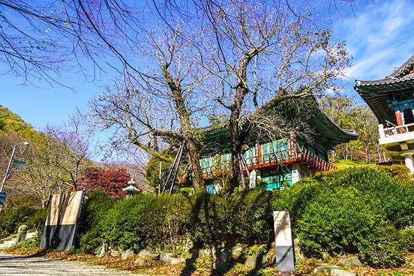 광덕사로 들어가는 보화루 앞에 서 있는 천연기념물 호두나무.