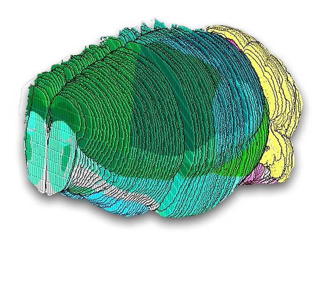 생쥐 뇌 전체 세포의 유형과 주요 영역 시각화 사진 연구팀은 생쥐 한 마리의 뇌 전체를 101개의 슬라이스로 나눠 세포 유형을 심층적이고 포괄적으로 파악했다. 각 슬라이스는 생쥐 뇌의 주요 영역의 범위를 다양한 색깔로 보여준다. [Macosko and Chen labs 제공. 재판매 및 DB 금지]