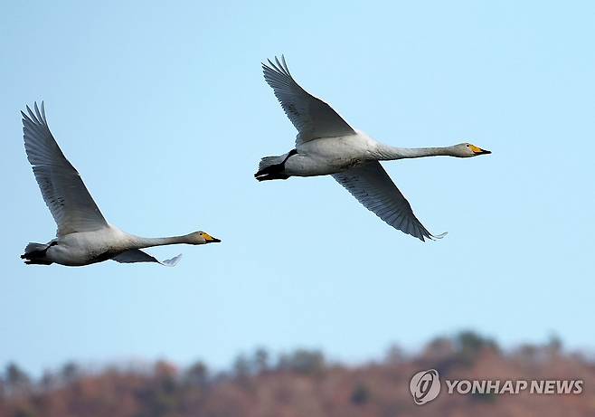 하늘 나는 백조 (강진=연합뉴스) 조남수 기자 = 28일 전남 강진군 강진만생태공원에서 멸종위기 야생생물 2급인 큰고니(천연기념물 제201호)가 하늘을 날고 있다. 2023.11.28 iso64@yna.co.kr