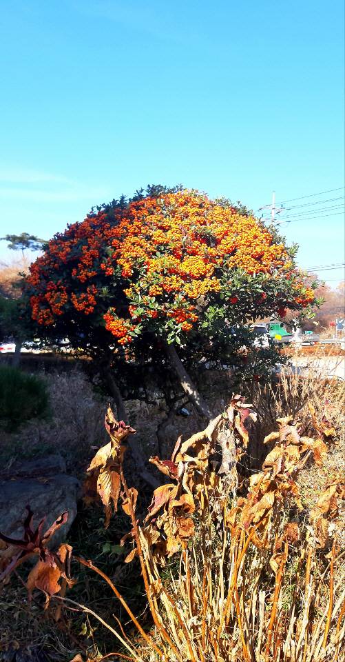 경기 남양주 프라움악기박물관 뜨락의 피라칸타. 초겨울 날씨에도 붉은 열매가 이듬해 봄까지 이어진다. 2021년 11월28일