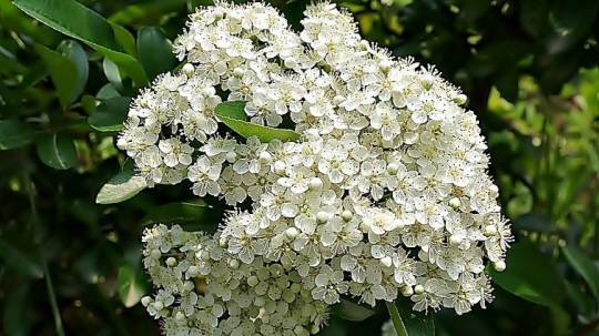 피라칸타는 오뉴월에 흰꽃이 핀다.