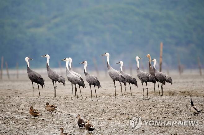 순천 갯벌 흑두루미 [문화재청 제공]