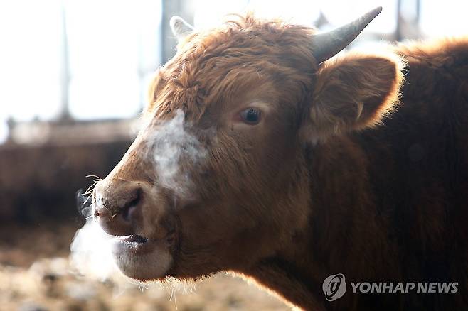 추워도 너무 춥소 (인제=연합뉴스) 올겨울 들어 가장 추운 날씨를 기록한 17일 강원 인제군 인제읍 덕산리 한 축사에서 소들이 추위를 견디고 있다. 2023.12.17 [인제군 제공. 재판매 및 DB 금지] taetae@yna.co.kr