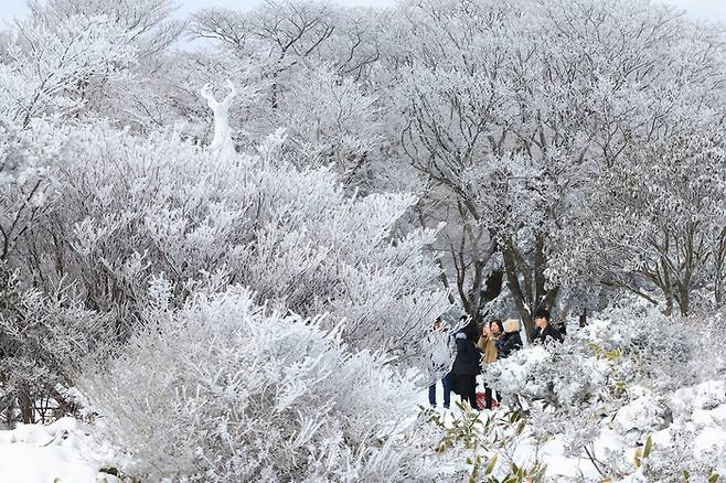 18일 오전 제주 한라산 1100고지를 찾은 탐방객들이 대설이 만들어낸 절경을 감상하고 있다. 연합뉴스.