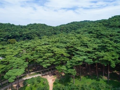 충남 태안 ‘안면도 승언리 소나무숲’[사진제공=산림]