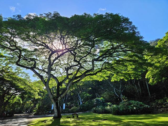 하와이 제도 오아후섬 와이메아 계곡으로 향하는 산책로에선 거대한 몽키팟나무를 쉽게 찾아볼 수 있다.