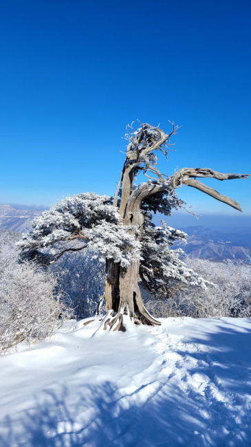 ▲ 　민족의 영산이자 겨울산의 백미인 태백산(해발 1567m)에 20일 눈이 쌓이면서 아름다운 설경을 연출하고 있다. 사진제공= 태백산국립공원