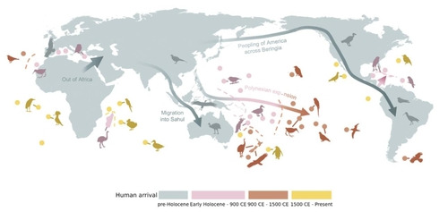 인류의 이주와 그에 따른 조류 멸종  인류의 이주는 4개 경로로 분류됐다. 화살표는 주요 이주 경로를, 4개 색깔 새는 시기별 멸종 조류를 나타낸다. 파란색~갈색은 홀로세 이전~1500년, 노란색은 1500년~현재를 나타낸다. [Nature Communications/Rob Cooke et al. 제공. 재판매 및 DB 금지]