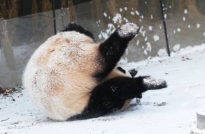 눈이 와서 좋아