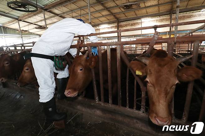 1일 경남 창원시 한 축산 농가에서 소 바이러스성 감염병인 '럼피스킨병' 백신 접종이 이뤄지고 있다.(사진은 기사 내용과 무관함) 2023.11.1/뉴스1 ⓒ News1 윤일지 기자