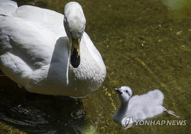 2020년 에버랜드 동물원의 큰고니 커플 24년 만에 자연부화 성공 [에버랜드 제공. 재판매 및 DB 금지]