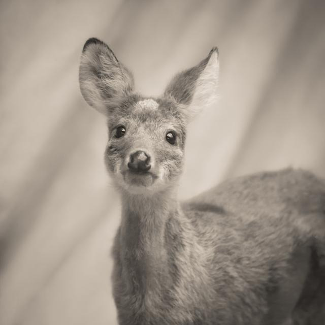 고라니의 영문 이름은 물사슴(Water Deer)이다. 물을 좋아해서 습지, 강가 등에 주로 살며 수영도 곧잘 한다. 문선희 작가, 가망서사 제공