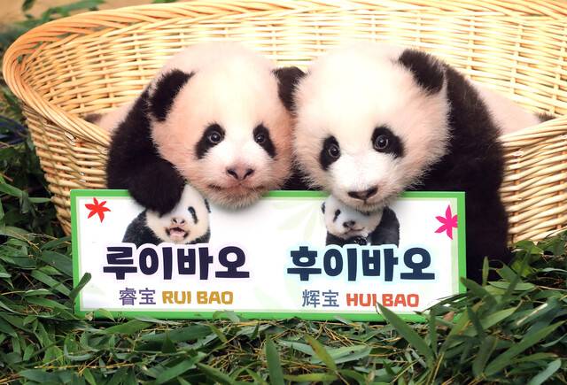 10월12일 오전 경기 용인 에버랜드 동물원 판다랜드에서 국내 첫 쌍둥이 아기 판다 루이바오와 후이바오가 공개되고 있다. 연합뉴스