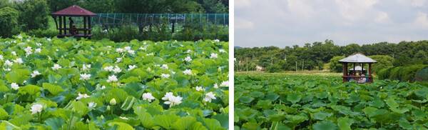 온라인 커뮤니티