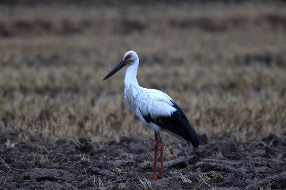 울산에서 발견된 황새. 사진 윤기득 사진작가(울산시 제공)
