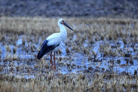 울산에서 발견된 황새. 사진 윤기득 사진작가(울산시 제공)